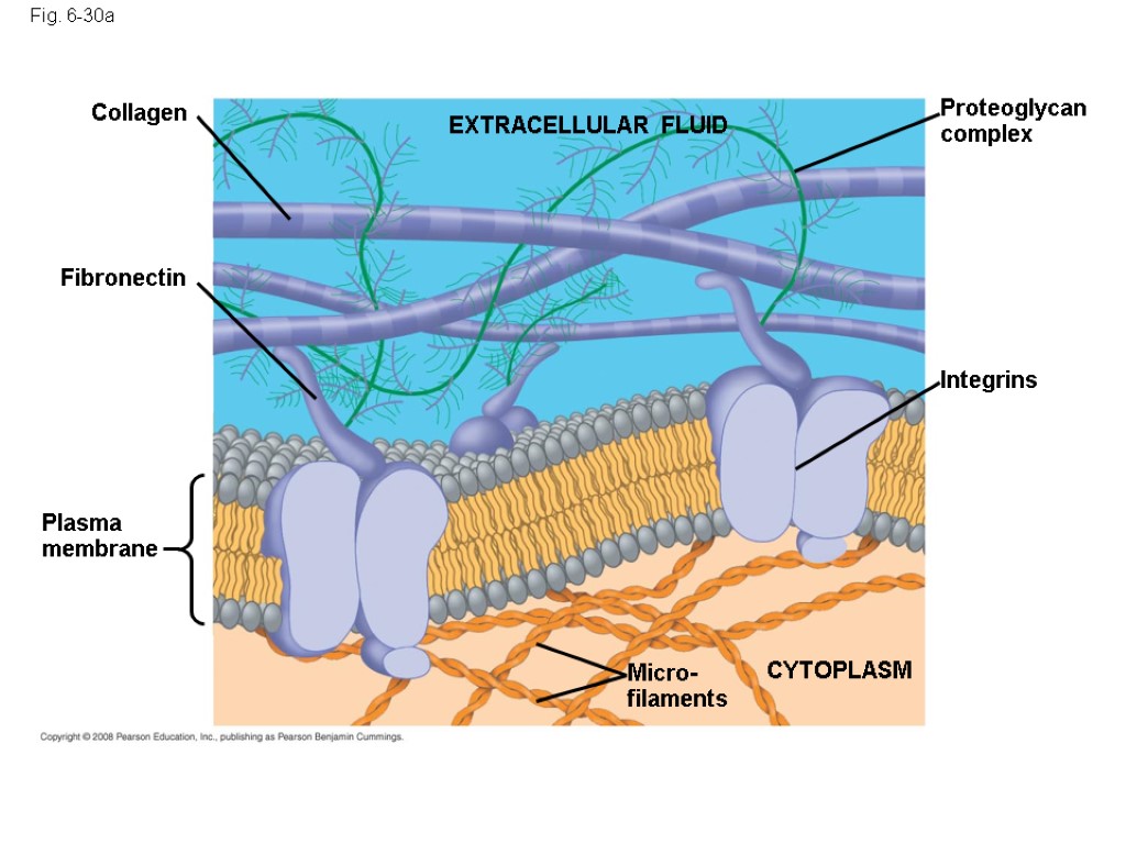 Fig. 6-30a Collagen Fibronectin Plasma membrane Proteoglycan complex Integrins CYTOPLASM Micro-filaments EXTRACELLULAR FLUID